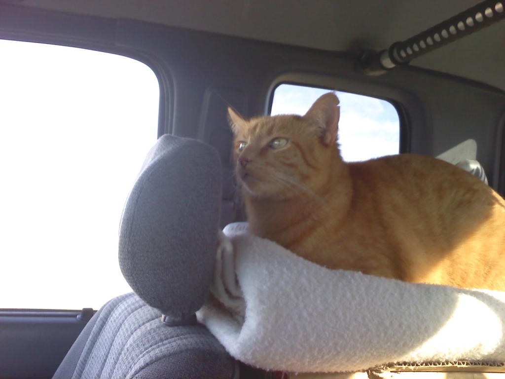Scooby was my Copilot.
He was the most beautiful & wonderful being I've ever known.